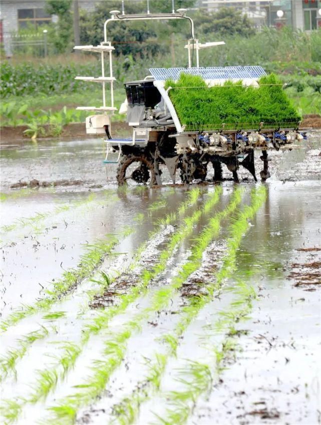 北斗导航|牛！搭载北斗导航驾驶系统无人驾驶插秧机下田插秧