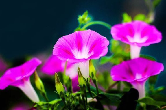 牵牛花|4种花美的出奇,花好看名字也好听,新手也能样很好