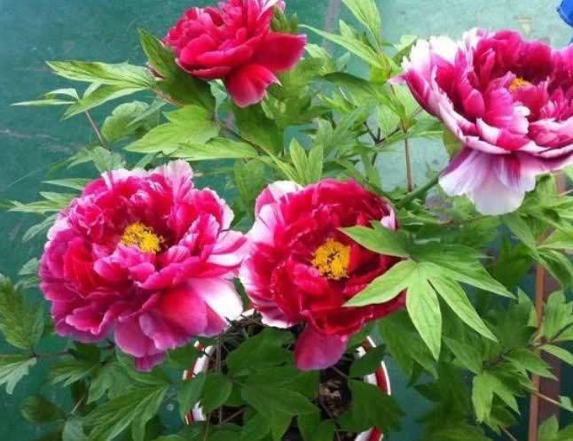 4种花好养又漂亮,随便一养成花海,鲜艳无比,开成百花园