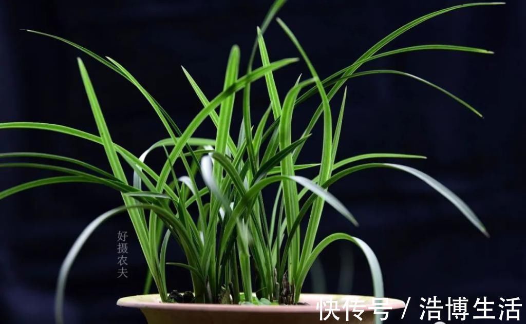 兰花怎么养到爆盆？三点诀窍，知道就很容易了