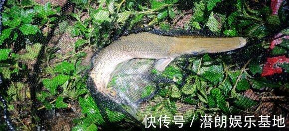 掠食者|佛山钓鱼人，河里钓获半米长尖嘴鱼，这鱼已成广东江河大害