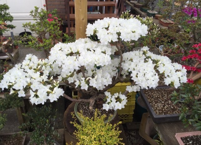 收藏|惊艳的6大盆景造型,中国植物艺术的巅峰,收藏起来