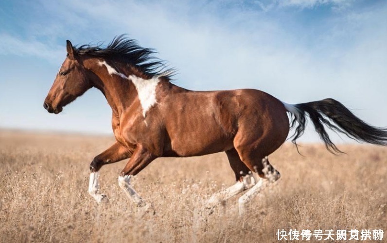 俗语:“好马不吃回头草”,下半句才是精华,可惜无几人知道!