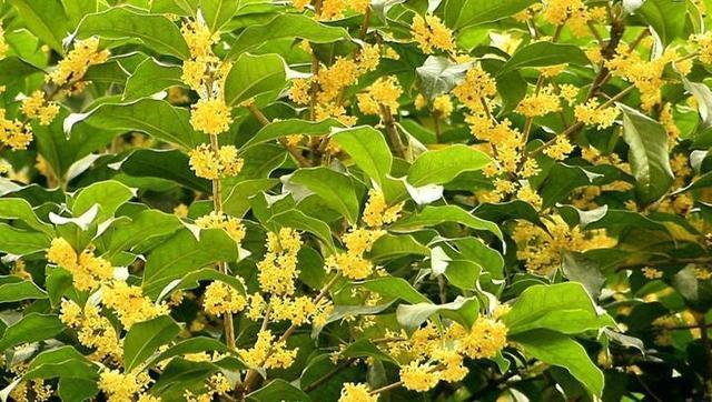 农家肥|桂花香飘远十里,注意小技巧,花期长开花簇簇