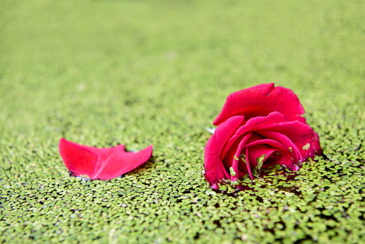 境界的人|一个人的最高境界是:不委屈自己,不亏欠别人