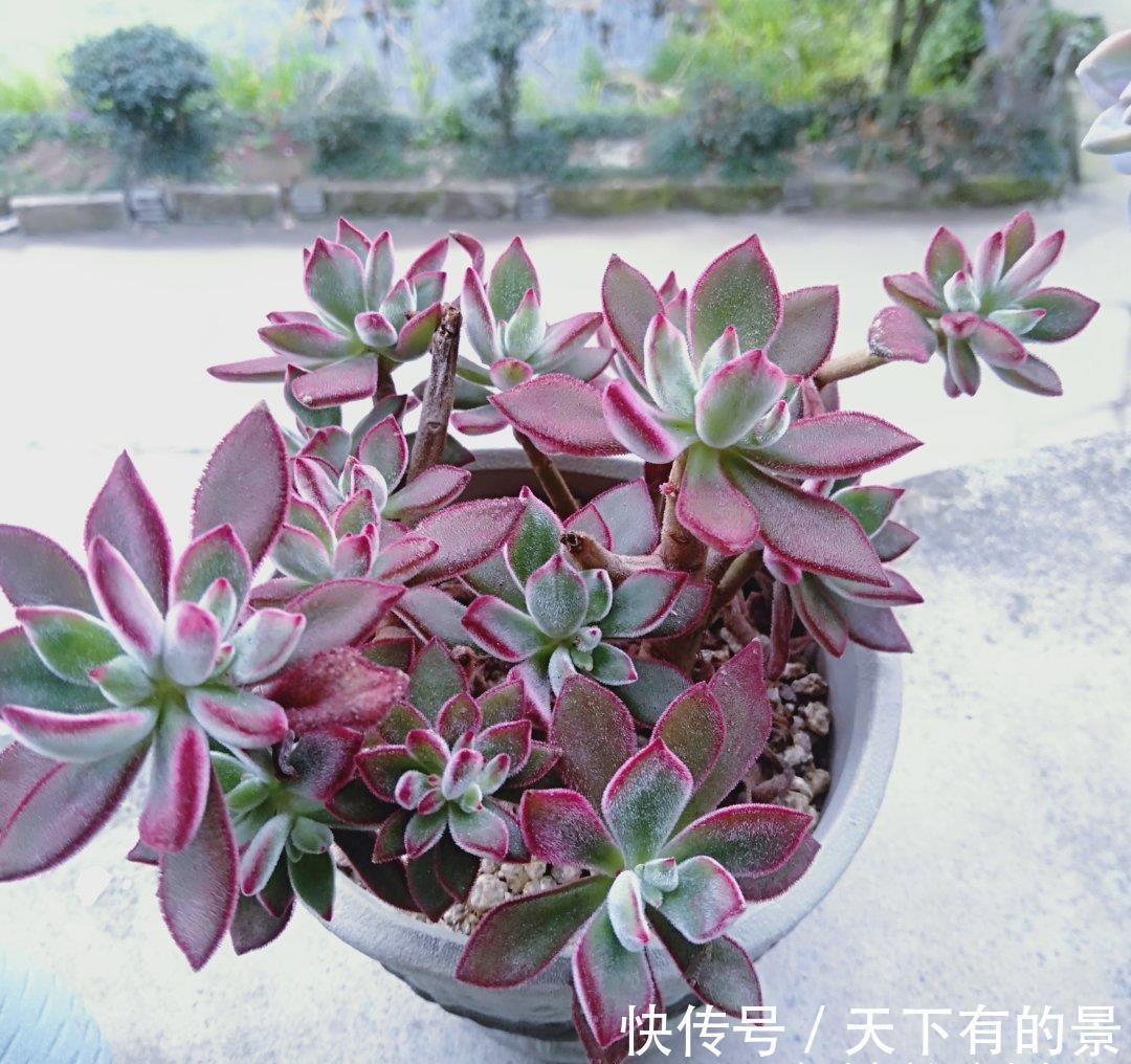 玉露|这“三多肉”怕日晒，放在封闭房间，叶片肥美不徒长，依旧长得旺