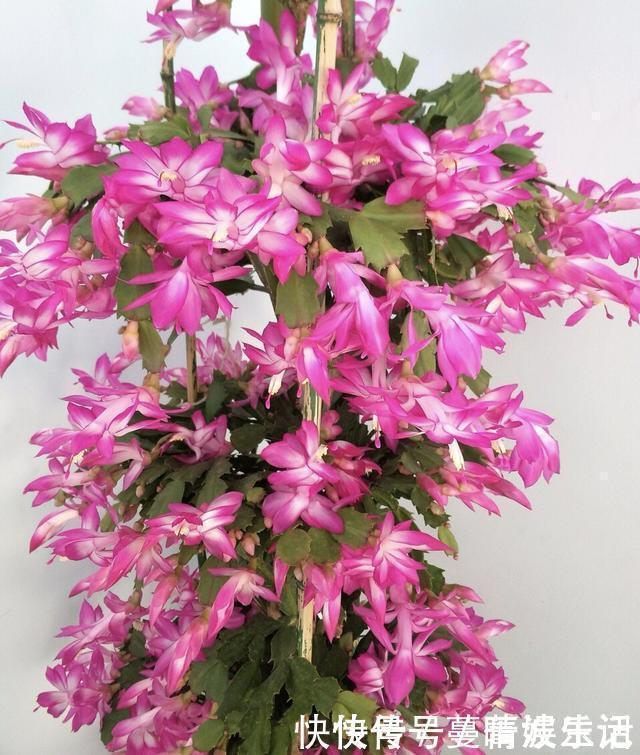 休眠期|蟹爪兰叶子“软塌塌”？教你做3步，嗖嗖冒新叶，入冬花朵爆盆