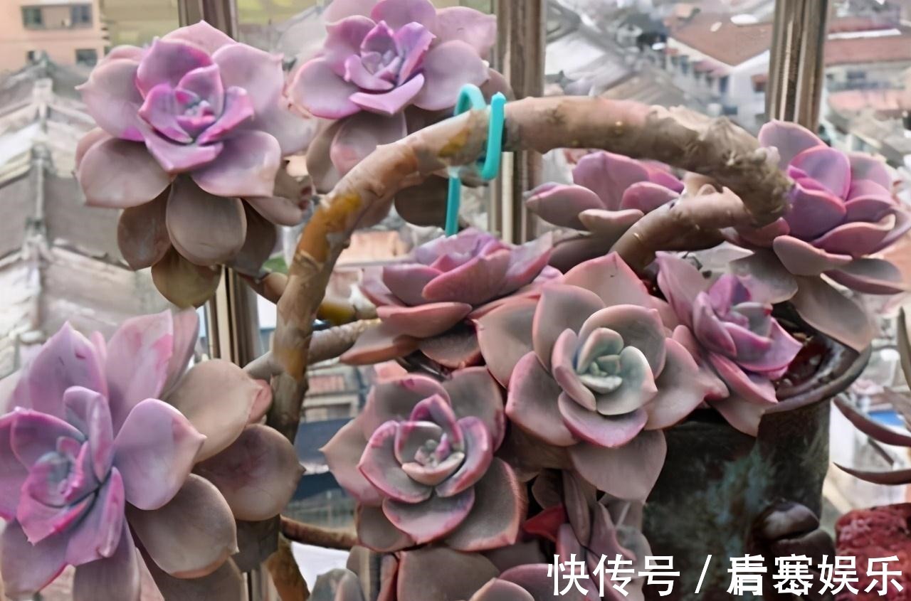 品种|张大哥养肉10多年,总结出4个“耐热品种”,肉迷都喜欢