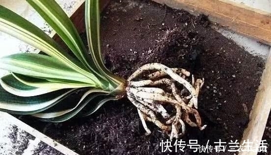 君子兰烂根怎么办 用这两个方法, 就不怕烂根了