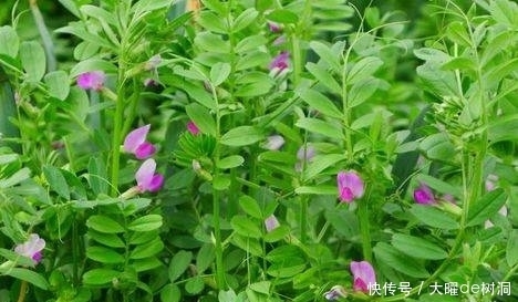 保健|农村这些集营养、保健、医疗于一体的天然野菜，你认识几个呢？