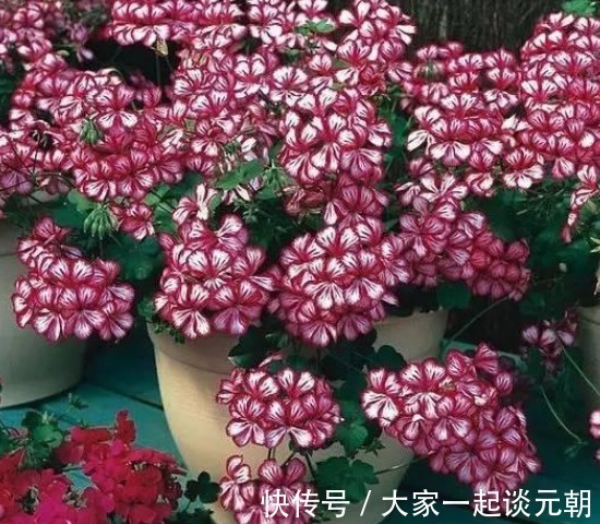 茉莉花|室内盆栽这3样花,空气香喷喷,还不用担心冷热气候造成伤亡