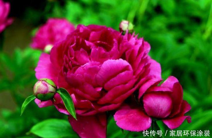 4种花现在养刚刚好，盆盆开成大花球，吉祥又如意，价格超便宜