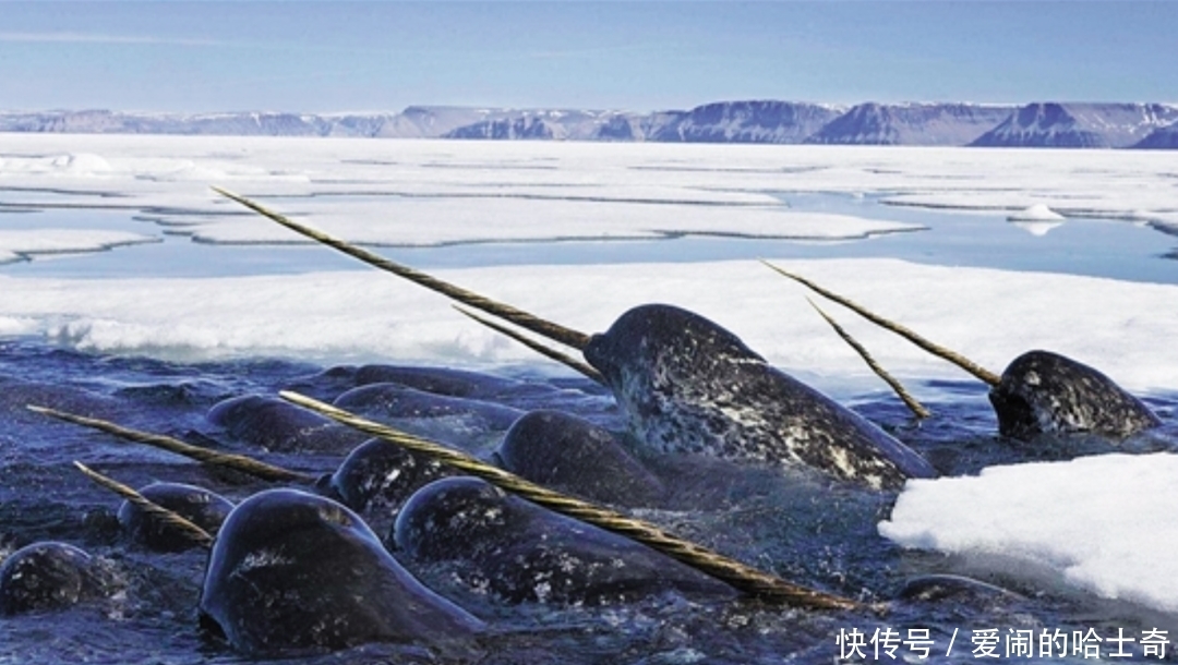 当全网都在催关晓彤给鹿晗庆生时,一场关乎全人类的灾难正悄然降临……