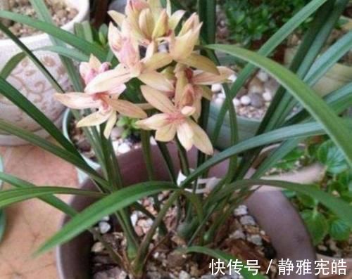 养兰花,“掐准”此4点,植株更长寿、年年开花