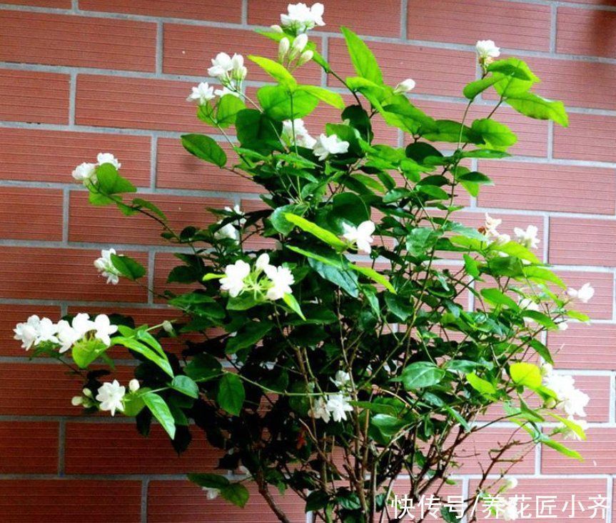 发黄|养这7种花,“醋”要经常浇,每月浇一碗,叶子绿油油