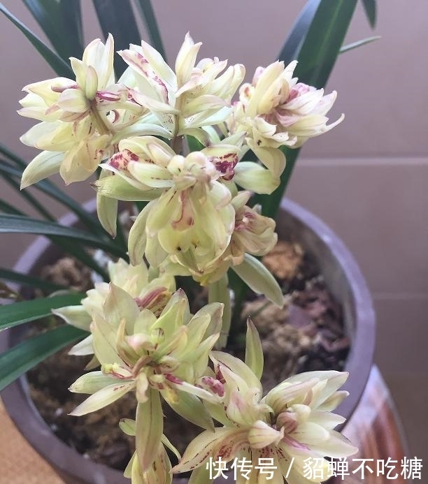 喜欢香味花卉的选它准没错,半年的花期,比较好养