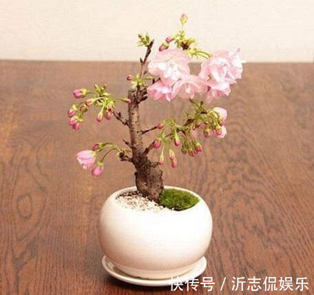 养花乐趣之一就是造型，矮化花卉保证优美造型，几年养出盆景