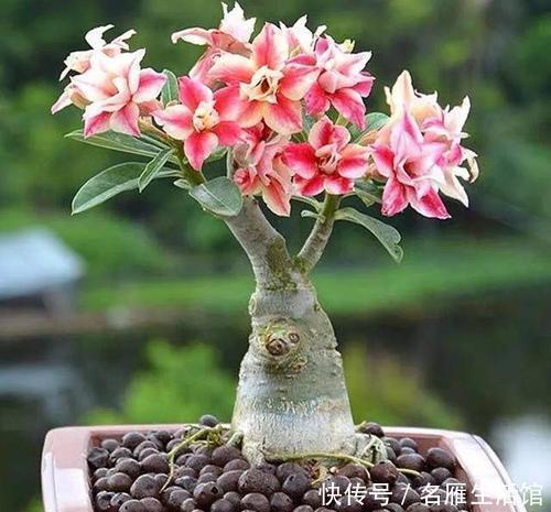 沙漠玫瑰|3种漂亮花,种在小盆里,浇水懒一些,越长越旺,开花也多!