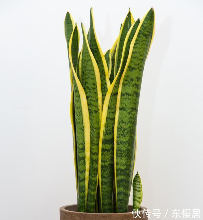 7种健康花，建议至少养一盆，格调高净化能力强，很实用