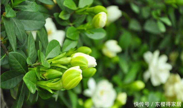 枝条|栀子花的花朵开败之后，一定要对它做3件事，长势会更好