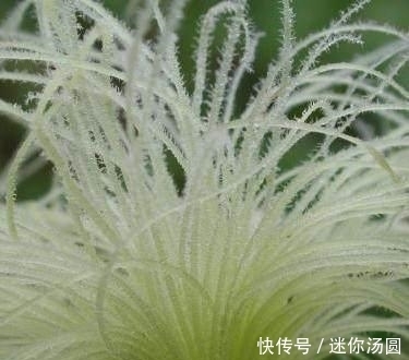 蒲公英|糖尿病不要慌，早晚吃两口天然“胰岛素”，血糖稳定不上升