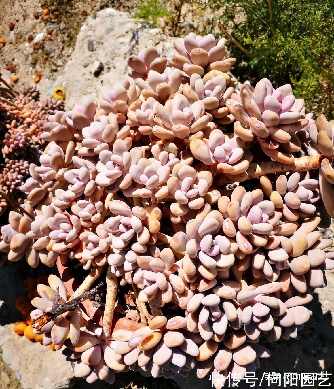 忌讳|养多肉，最忌讳“浇水”，水“越少越好”，“干土养肉”最安全