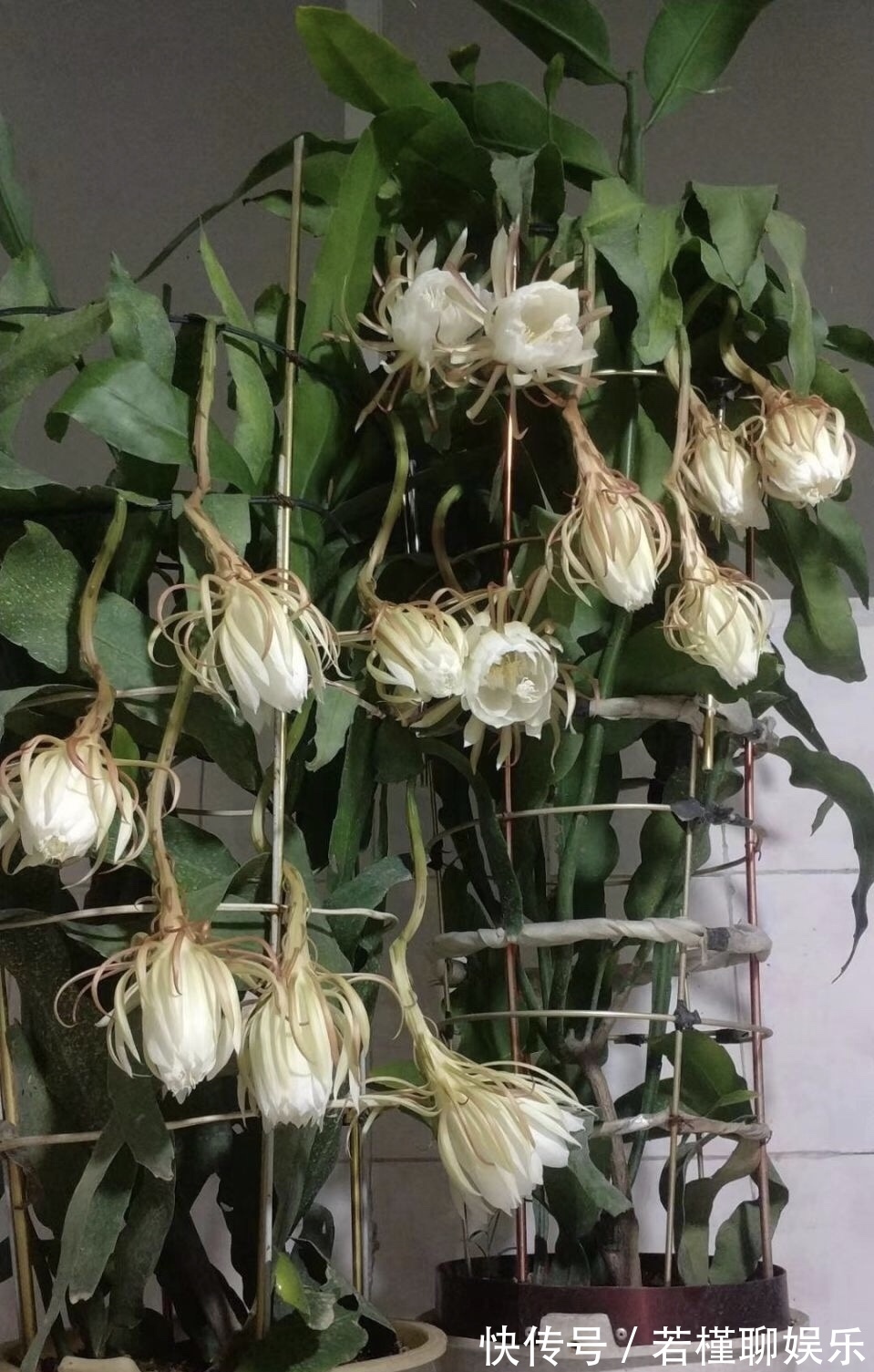 养了3年的昙花,终于开了50朵花,真是有“仙气”