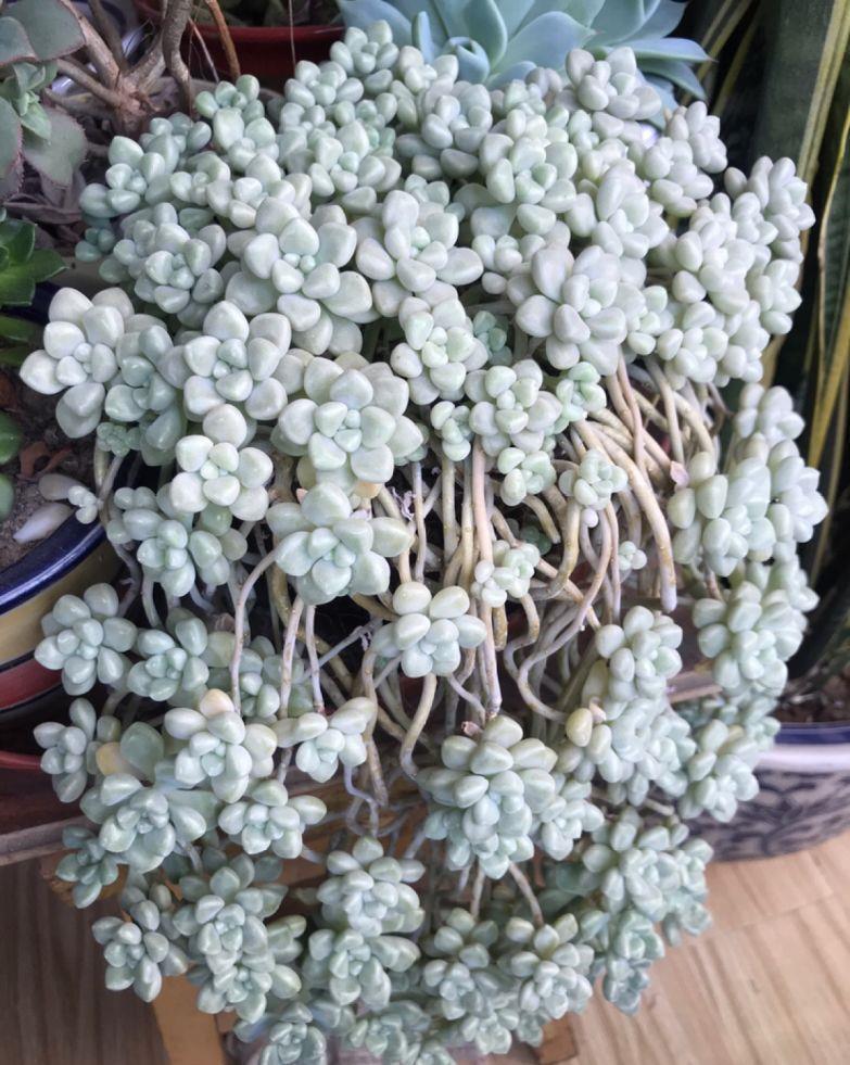 多肉盆栽:懒人必养的几种多肉,1盆轻松变10盆,越养越上瘾