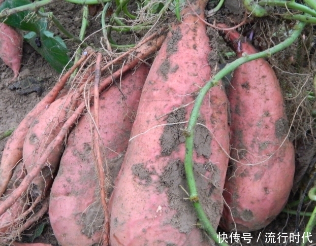 红薯和此物一起煮,不贫血了,湿气也散了,皮肤光滑细腻