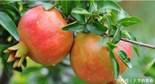 农村老话:“一个石榴十副药”,石榴当真这么厉害?