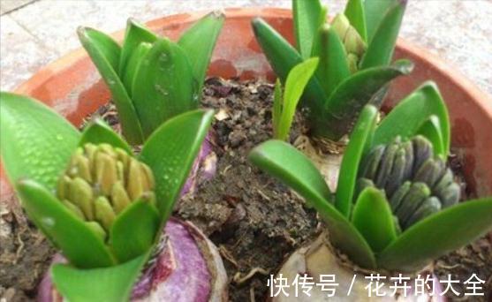 5种“漂亮花”，冬天也开花，趁着现在种，便宜好养活