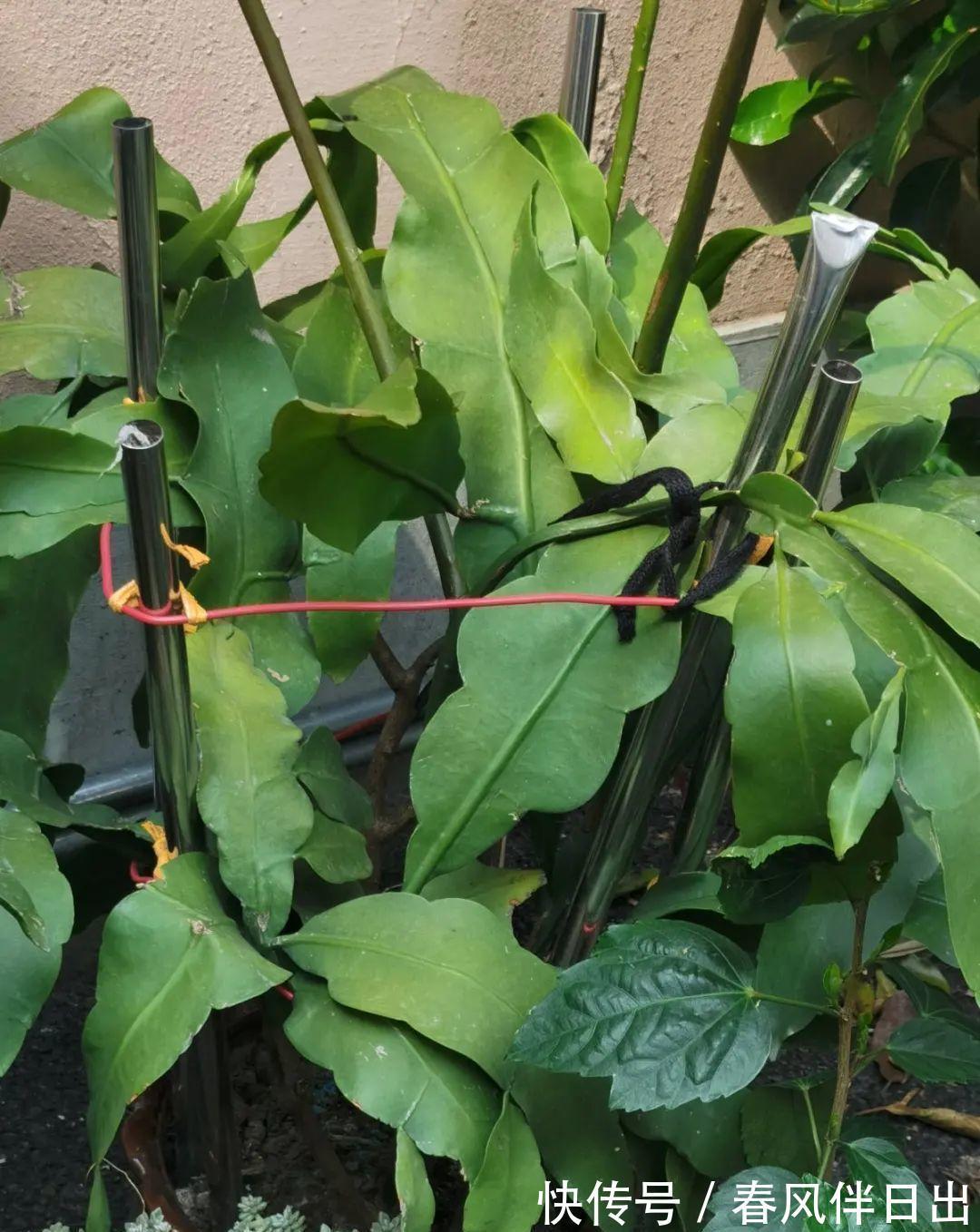 白檀|养到烦人的花，盆都不够用，扔掉还很心疼