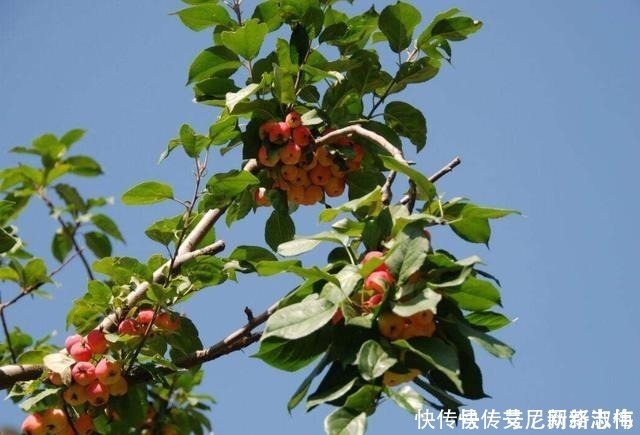 a2063|老公闲来无事就“折腾”庭院,不夸,真叫个诗情画意