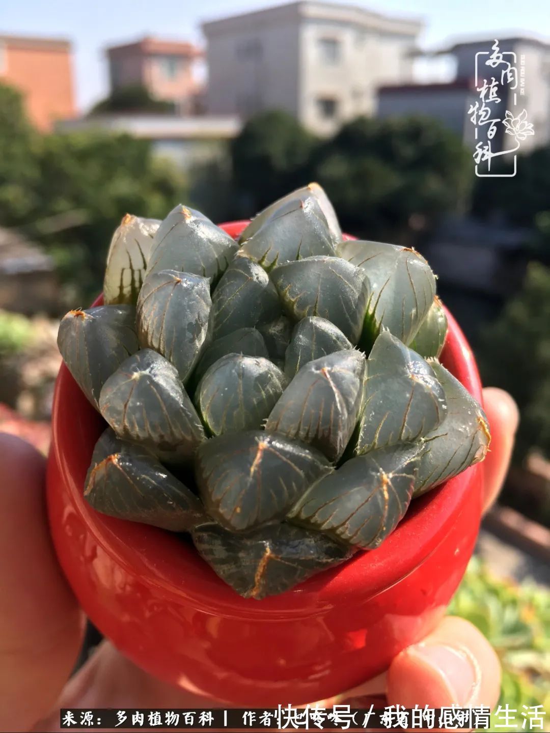 养多肉的路上患得患失，却依然如最初般热爱！