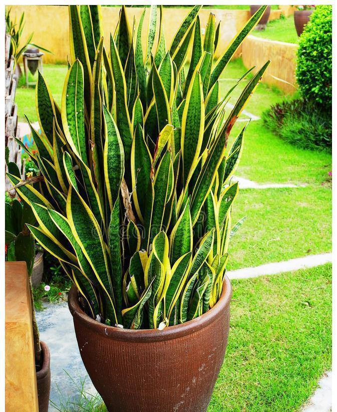 光照|养好虎皮兰,做对四个点,叶片硬挺长得高,满盆“虎芽”撑破盆