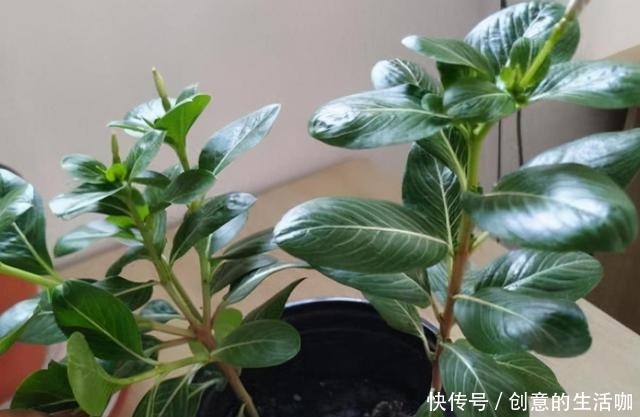 农村一种“泼辣花”,掐一心冒十枝花,一年长成老桩“小花树”!