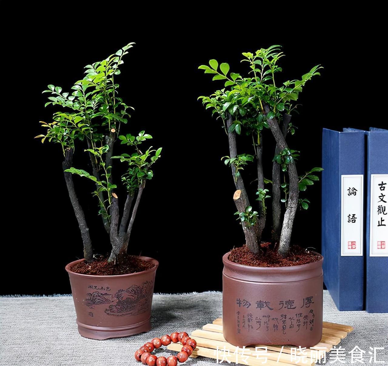 植物|小叶紫檀，盆栽做到这2点，枝叶可散发出香味，令人神清气爽