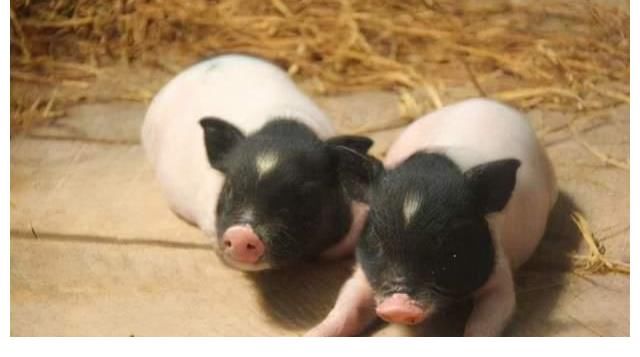 香猪|香猪猪瘟的病因剖检变化及诊断