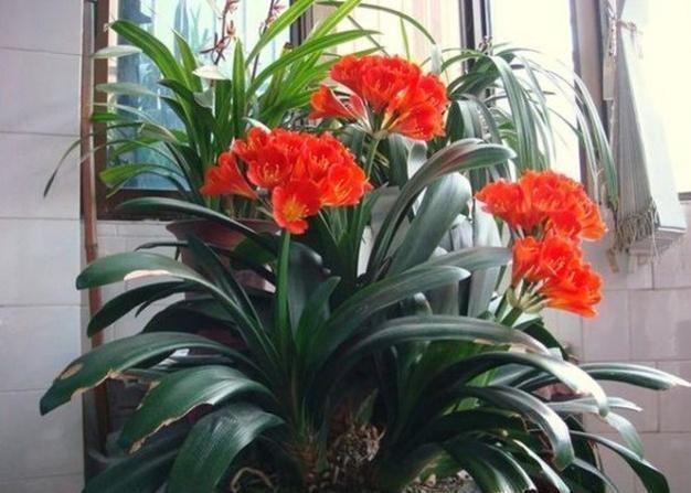 新根|一个小“东西”,掌握君子兰“浇水密码”,看准了,不再烂根黄叶