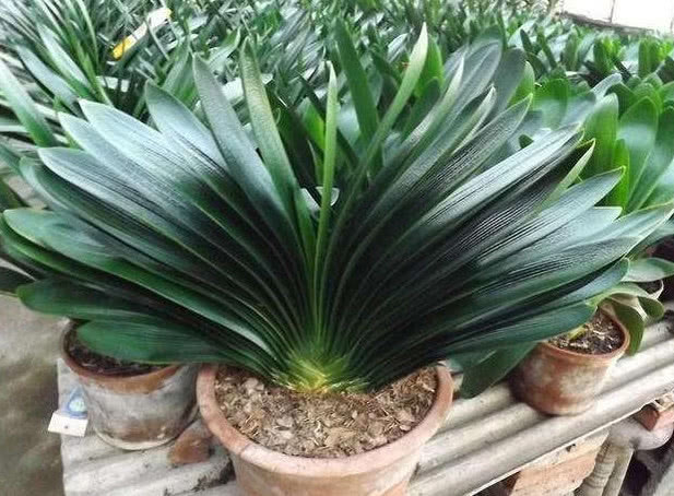 “君子兰”开花不断,离不开的“2个关键点”,不夹箭,开花多!