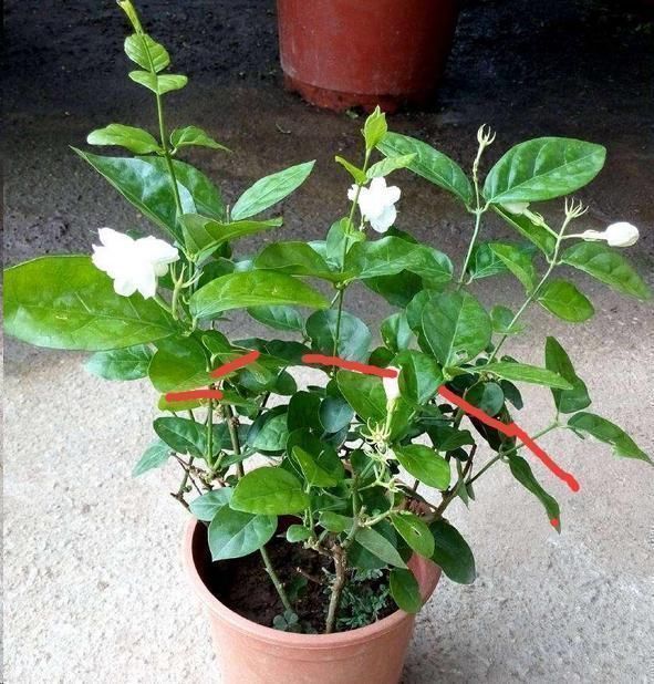 茉莉花花后这样做,一茬接着一茬开,还能一盆变多盆