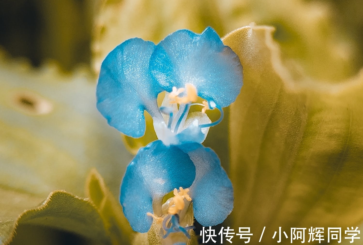 岳飞$《论语》:君子与小人