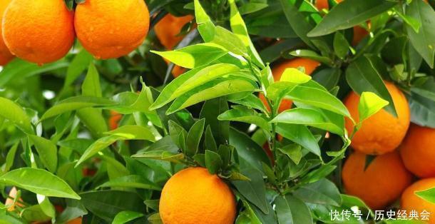 日华子本草|橘子籽可是个宝,别再丢掉了,没想到还有如此用途,早知早好