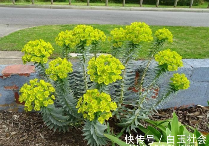 芦荟|10种最耐寒的多肉植物，零下了都不会死，新手就养它们吧