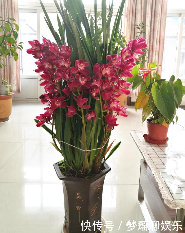 这款兰花，被誉为“开花机器”，花大色艳香味浓，勤花勤草好养活