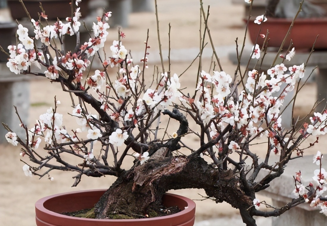 菊花|5种“吉祥花”，古代人也喜欢养，寓意好又富贵，日子越过越舒心