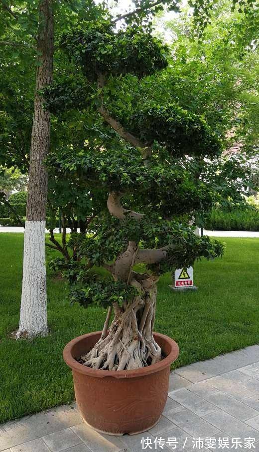 榕树|5种树,种在院子里寓意好,家里养一棵吉祥如意