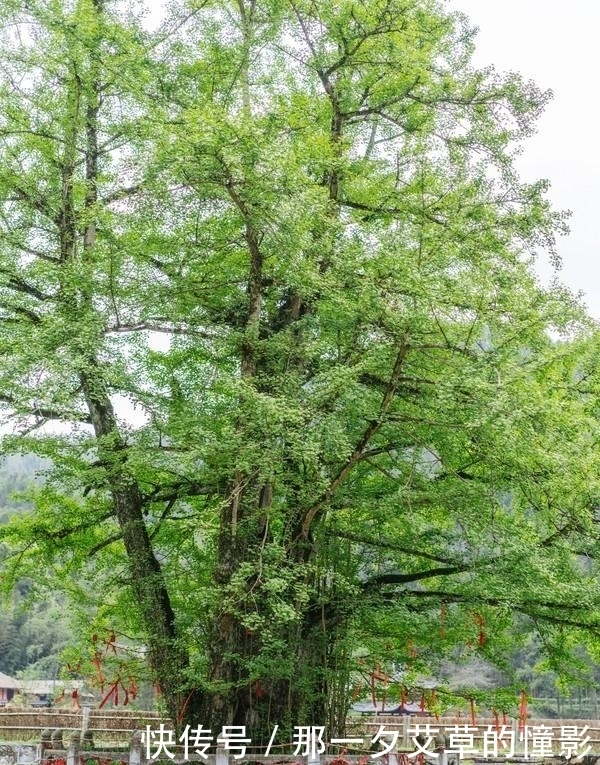 这一处奢华的民宿，囊括了山林美景，真的美呆了