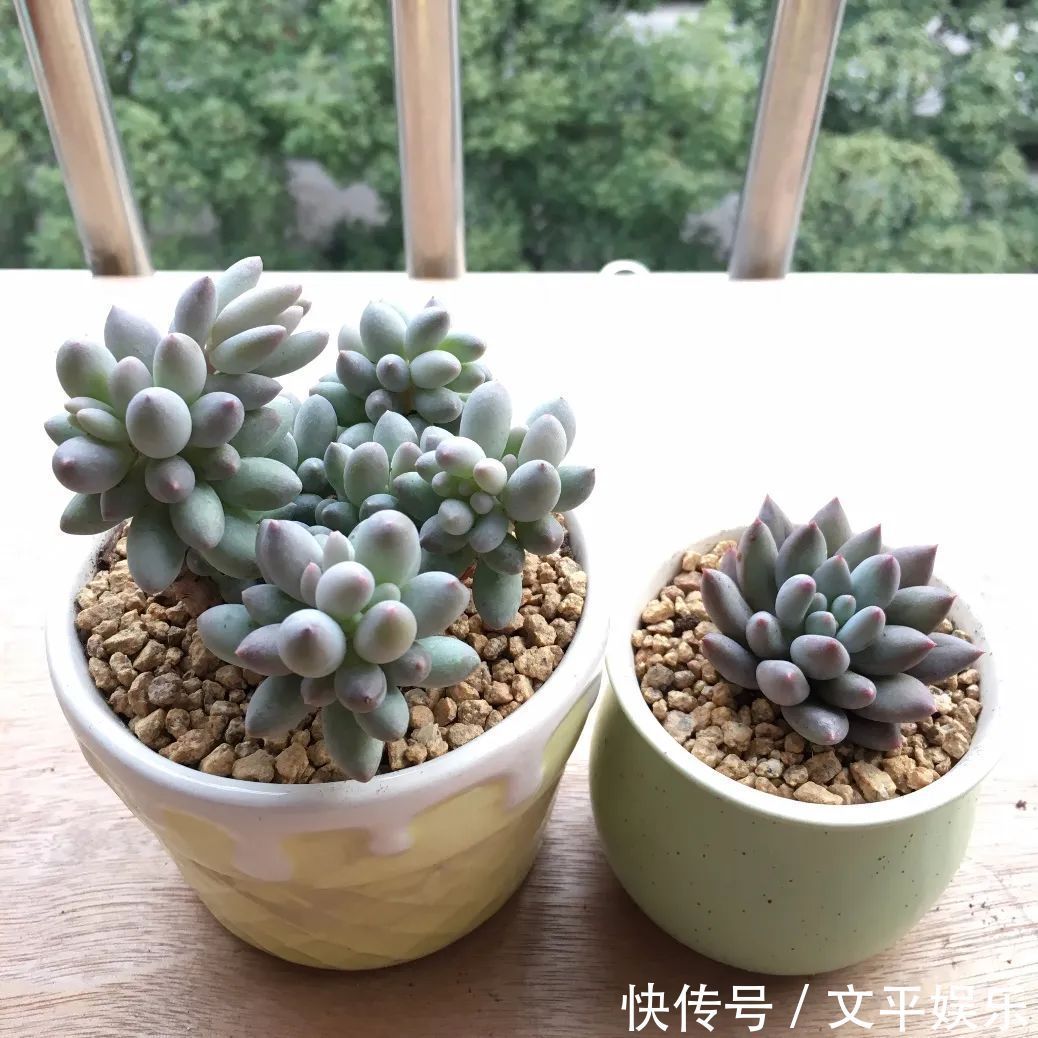 一组逆袭成功的多肉给它时间，它就会给你好看！