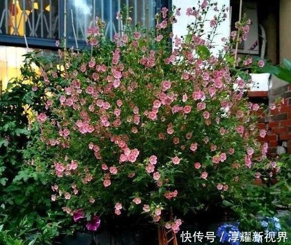 昙花|天热阳台该种植什么花15种''抗晒''植物，盆栽赏花不犯愁